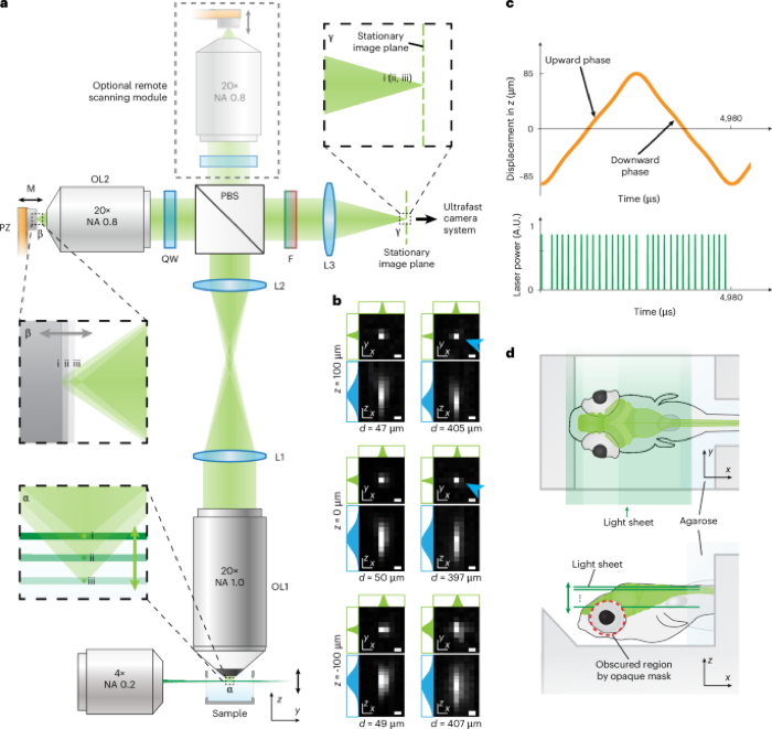 Voltage imaging of neurons distributed across entire brains of larval zebrafish teaser